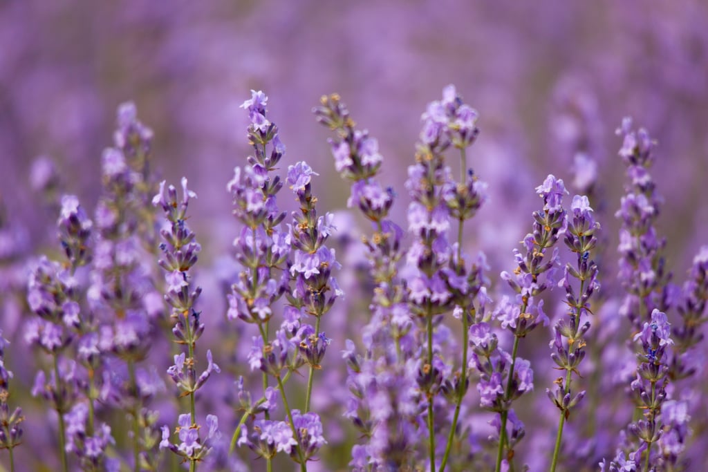 Lavender Best Essential Oils For Sleep POPSUGAR Fitness UK Photo 2