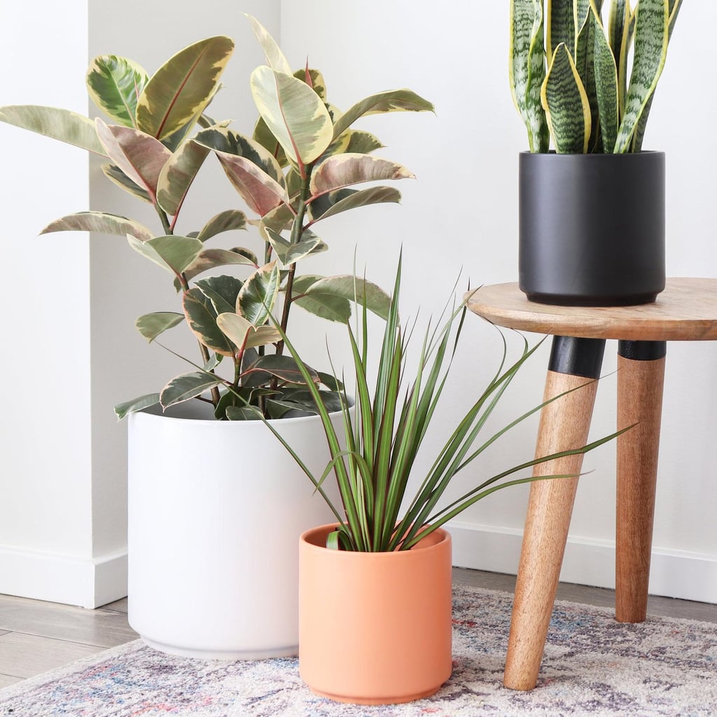 Peach 'n Pebble Ceramic Planters