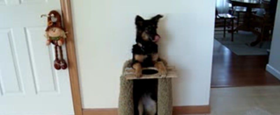 Dog Chair Goes Viral on Reddit