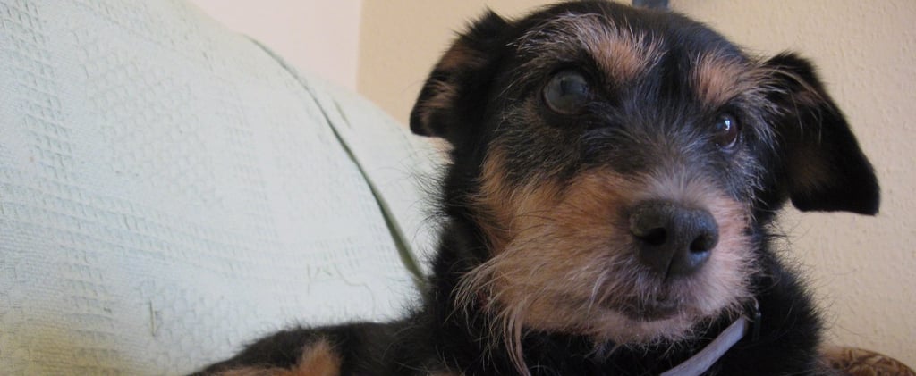 Reasons to Adopt an Older Dog
