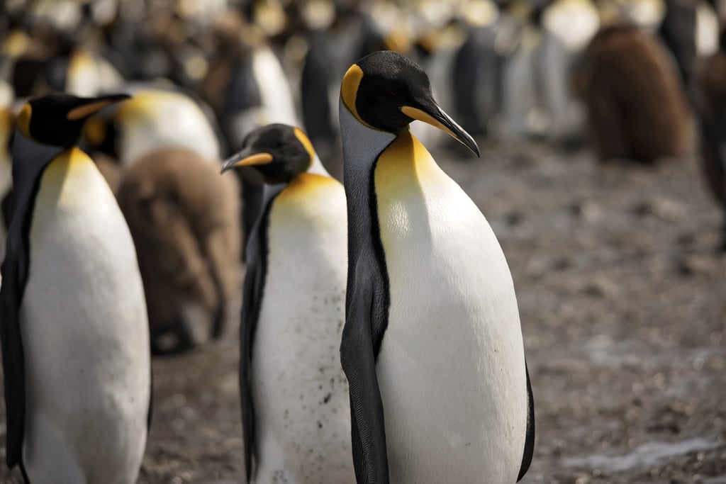 Antarctica King Penguins