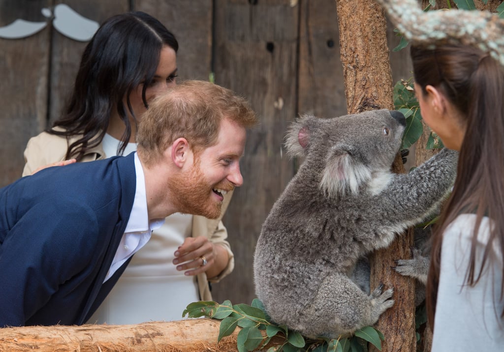 Prince Harry With Animals Pictures