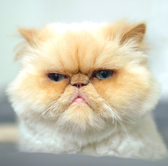 Pictures of Cats Making Judging Faces