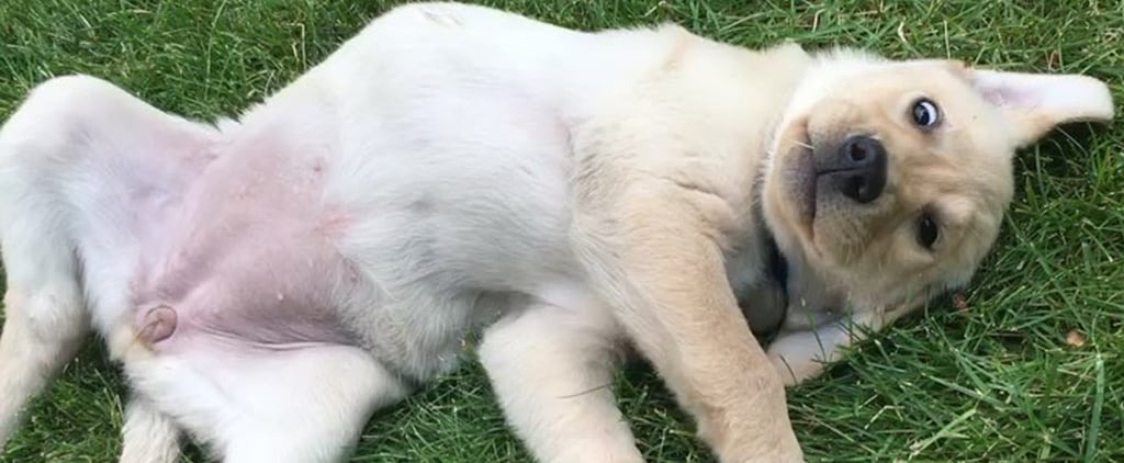 Animal Humor | POPSUGAR UK