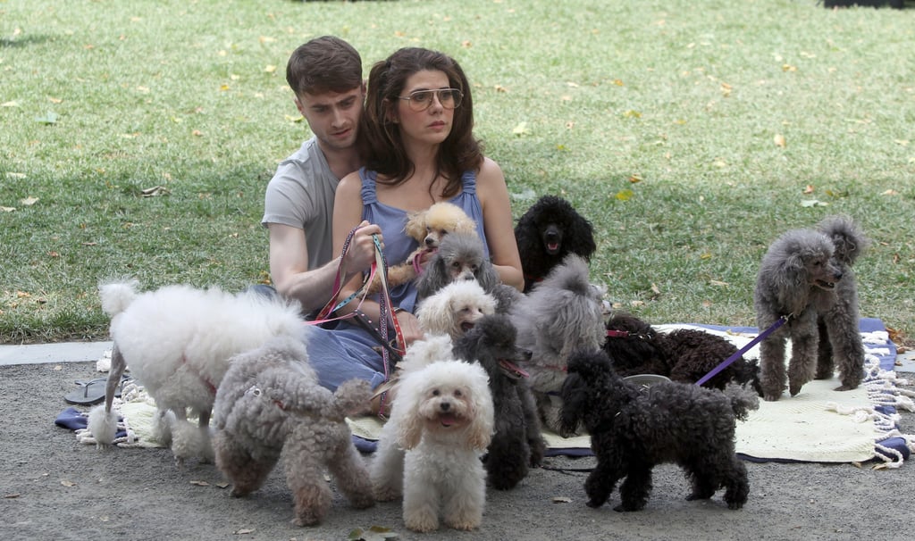 Daniel Radcliffe With Dogs on the Set of Trainwreck