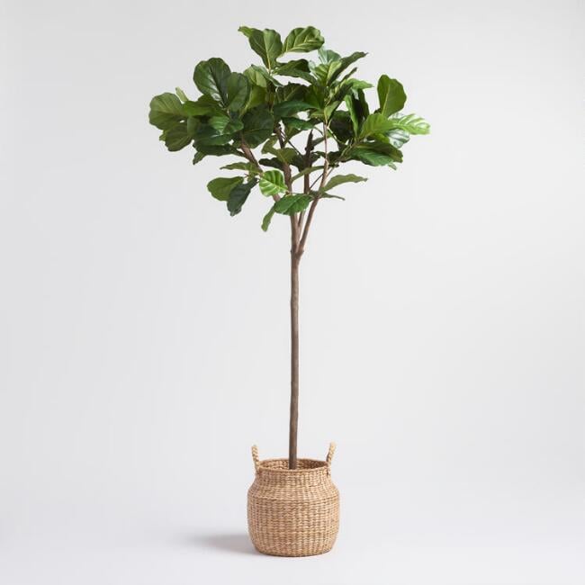 Potted Plant