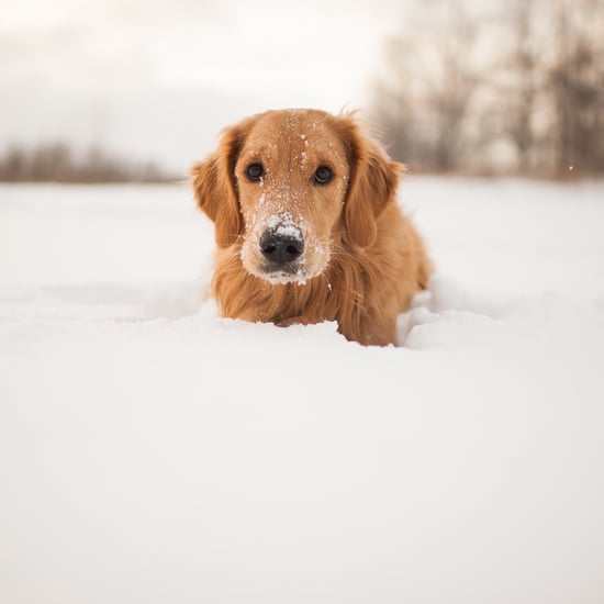 Cute Photos of Dogs in the Winter