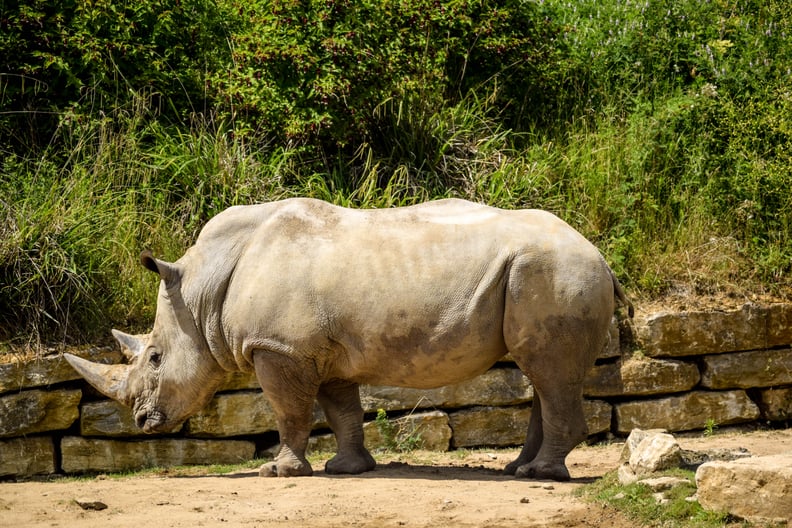 Houston Zoo Virtual Tour