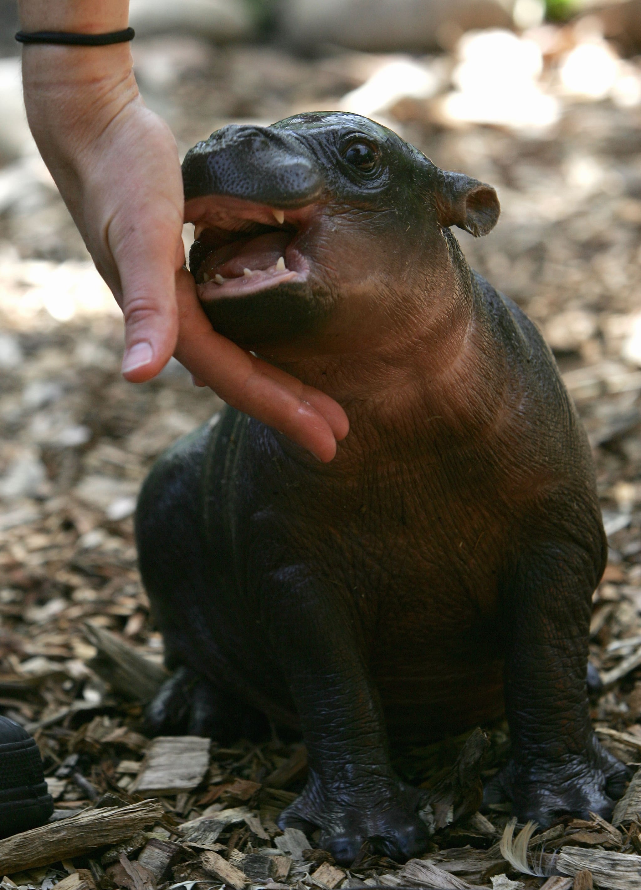 Meet Monifa: An Adoro One-Month-Old Pygmy Hippopotamus | POPSUGAR Pets