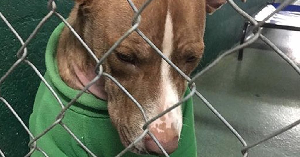 Abandoned Dog Wearing Christmas Sweater