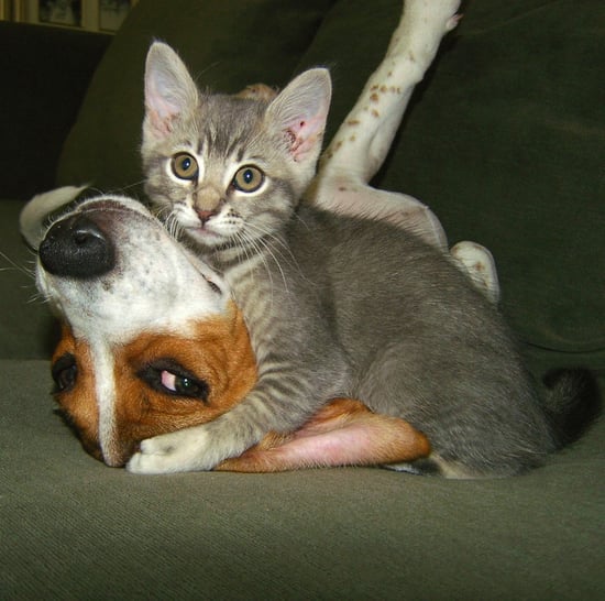 Interspecies Friendships | Pictures