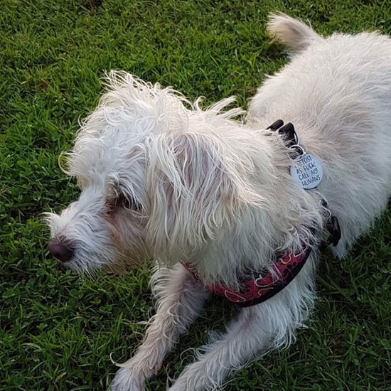 diy-pet-costume-ideas-popsugar-smart-living