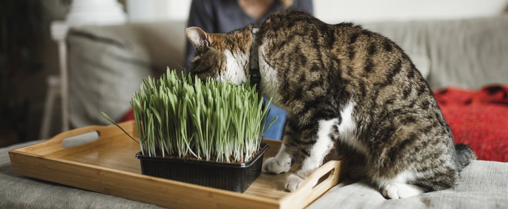 Houseplants That Are Safe For Cats to Eat