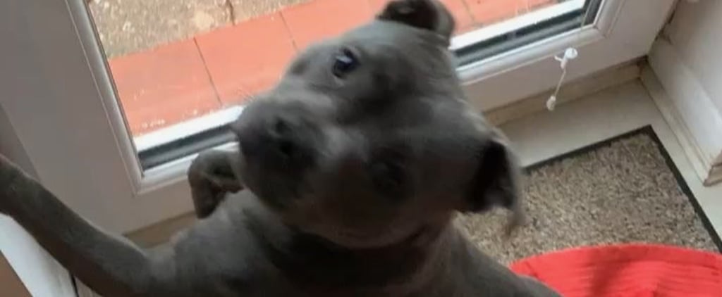 Video of Pit Bull Playing Around in the Hail