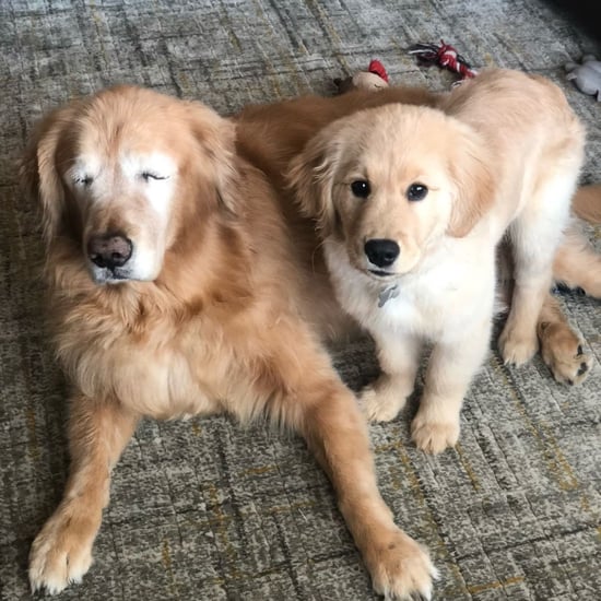 Blind Golden Retriever Gets Seeing Eye Dog