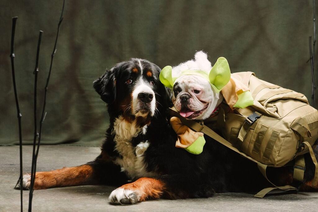 Dogs Dressed as Star Wars Characters