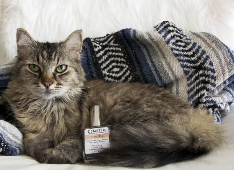 Demeter kitten top fur