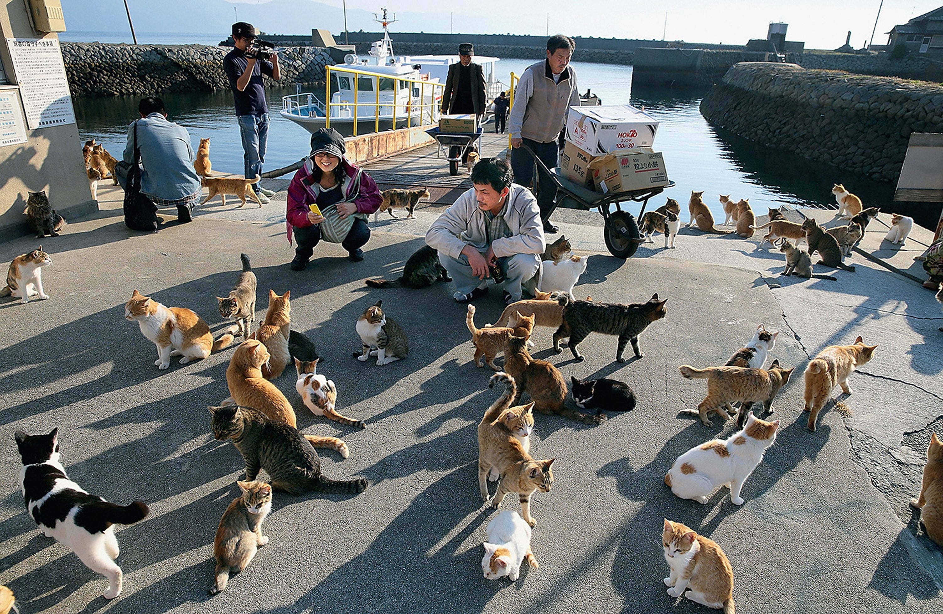 Aoshima (Cat Island) - Ehime Things To Do & Itineraries