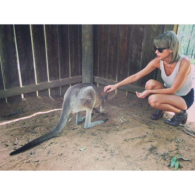 Taylor Swift's Instagram Pictures With Kangaroos 2015