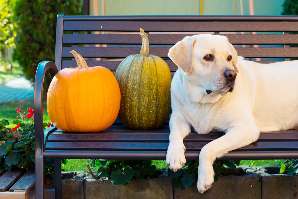 Cute Photos of Dogs in the Fall