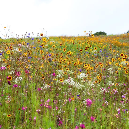 How to Get Involved in Super Bloom