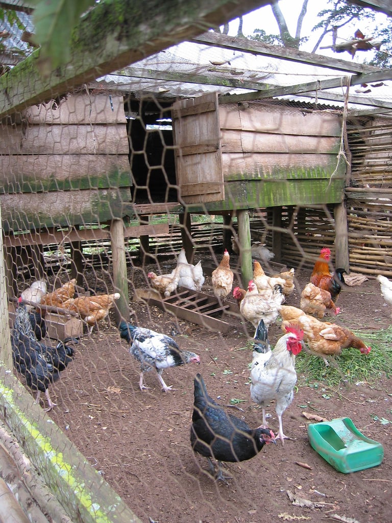 The Pros And Cons Of Backyard Chickens Popsugar Home