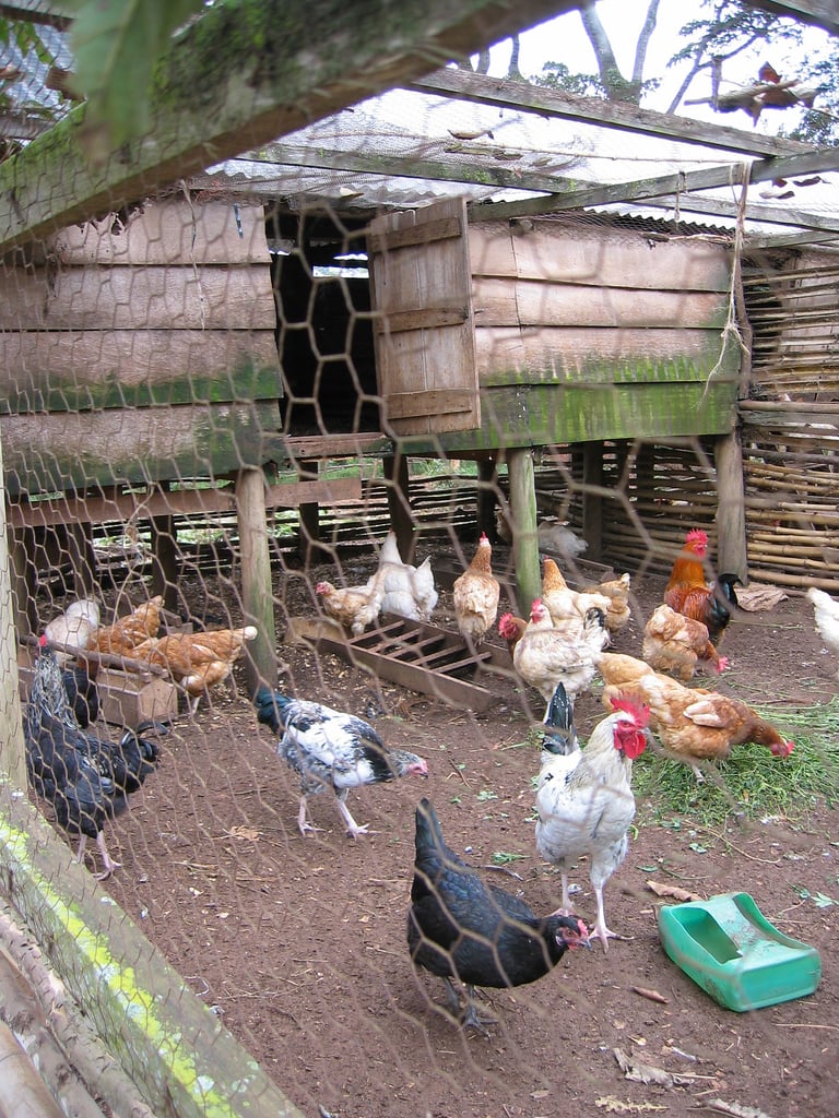 The Pros And Cons Of Backyard Chickens POPSUGAR Home