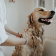 Give Your Pet a Salon-Quality Grooming Experience With These 20 Products
