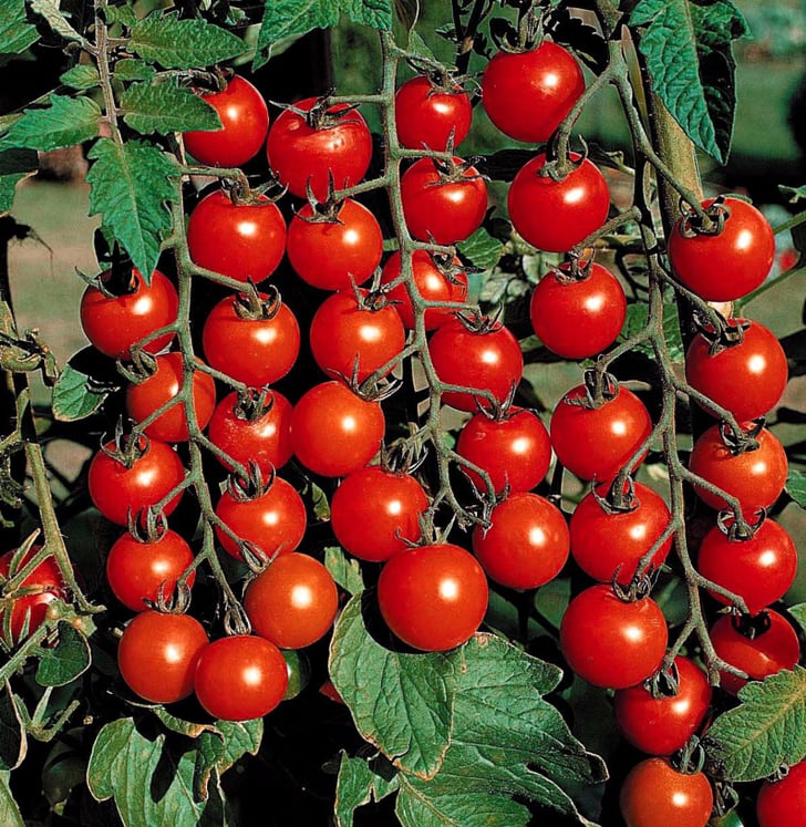 Sweet 100 Tomato Plants Where to Buy Tomato Plants Online POPSUGAR