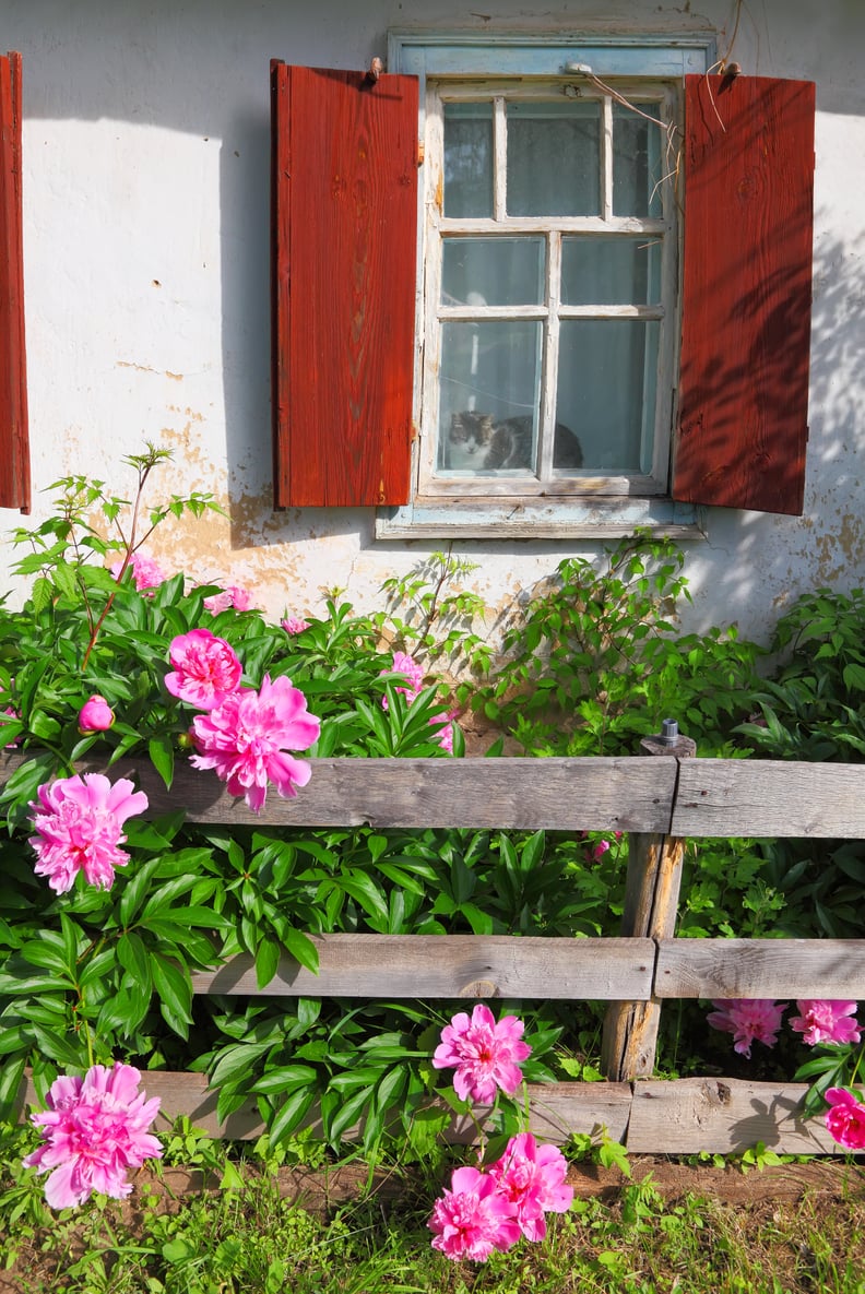 Peony Bushes Can Bloom For More Than a Hundred Years