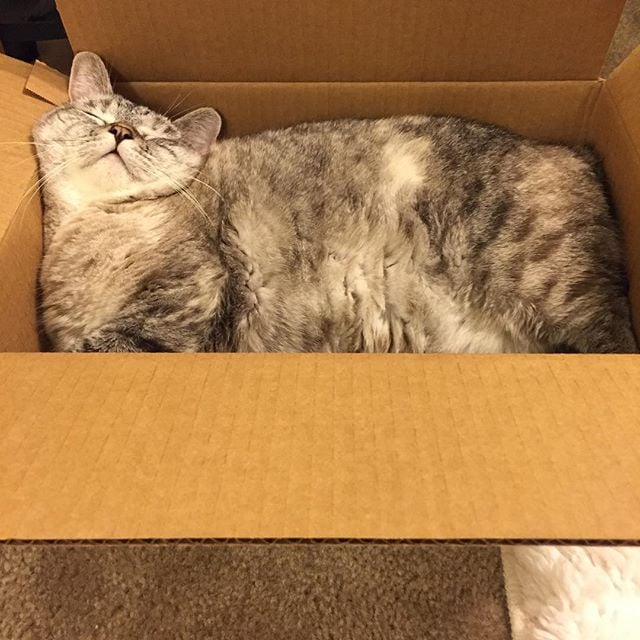 "This box is the best for cozy naps."