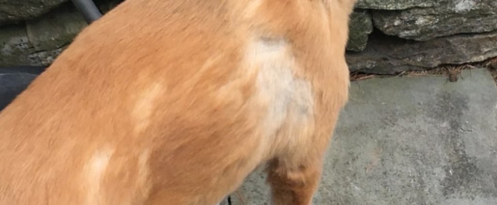 Chris Evans Shares the Bad Haircut He Gave His Dog