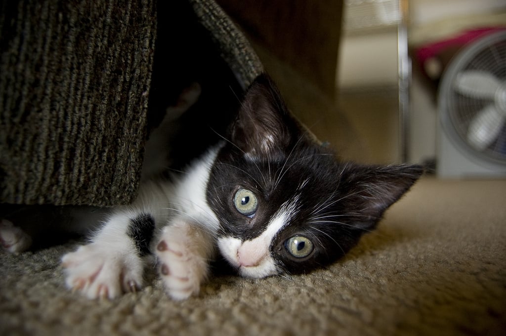 I am the Creature That Lives Under the Couch!
Source: Flickr user trieu88