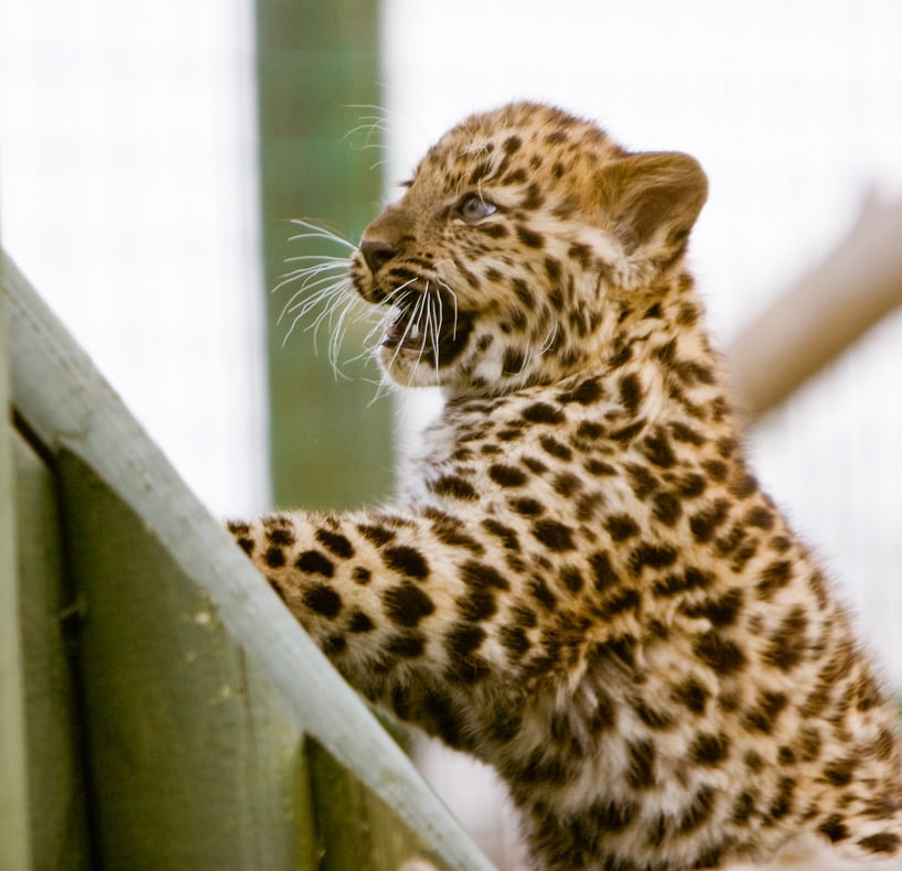 This little leopard is elated by his view.
Source: Flickr user MacJewell