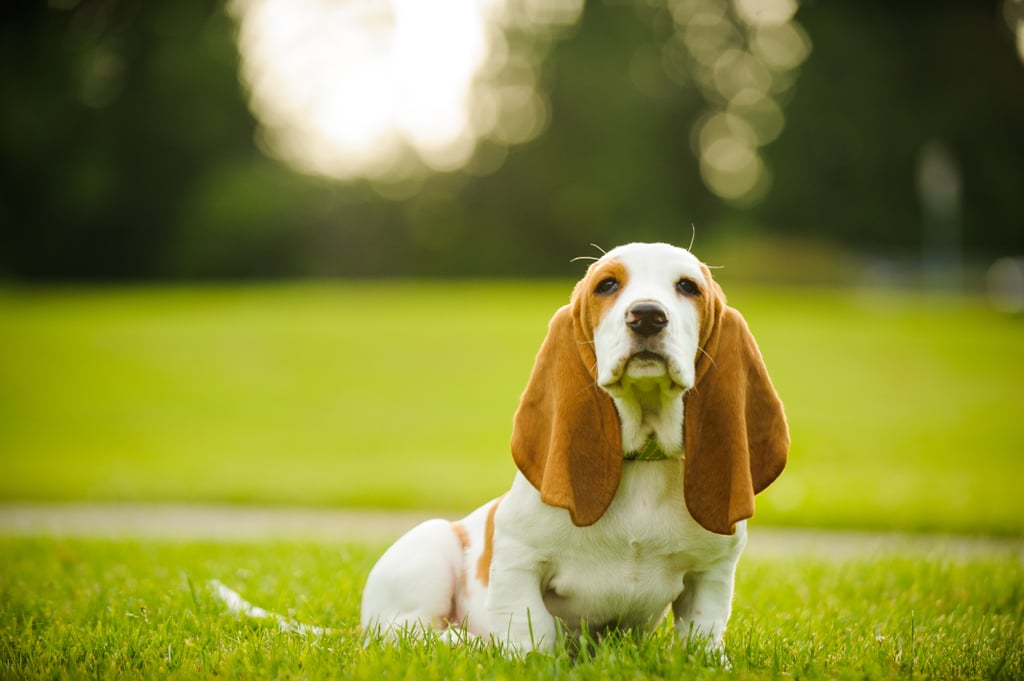 Cute Pictures of Basset Hounds