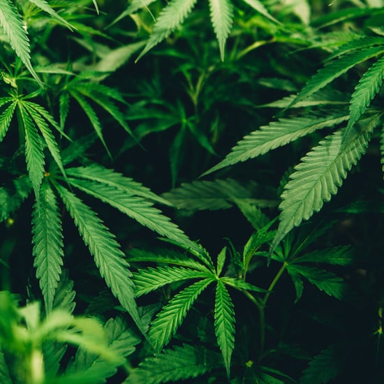 Beginner's Guide to Marijuana