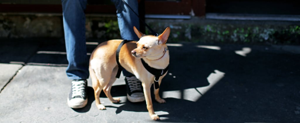How Pets Keep People Healthy