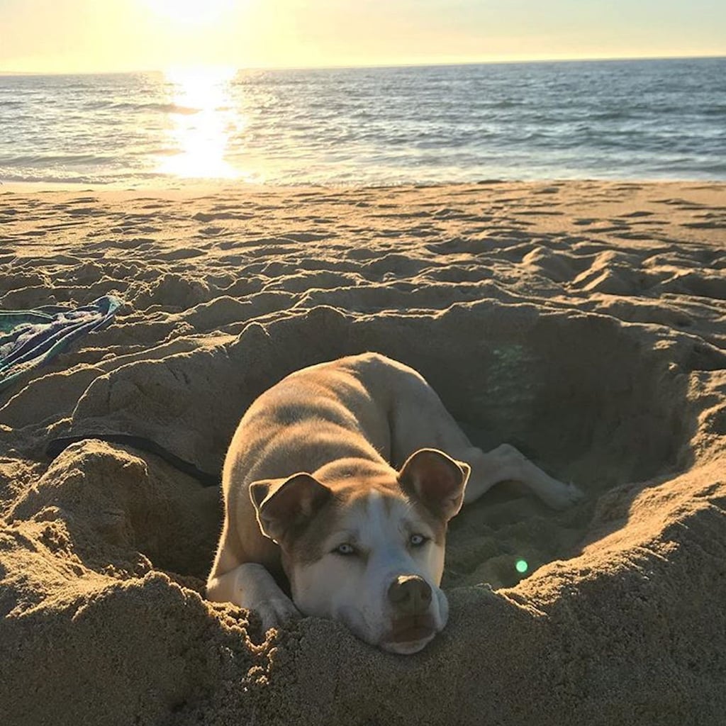Rare Crossbreed Dogs You Ll Want To Adopt Popsugar Pets
