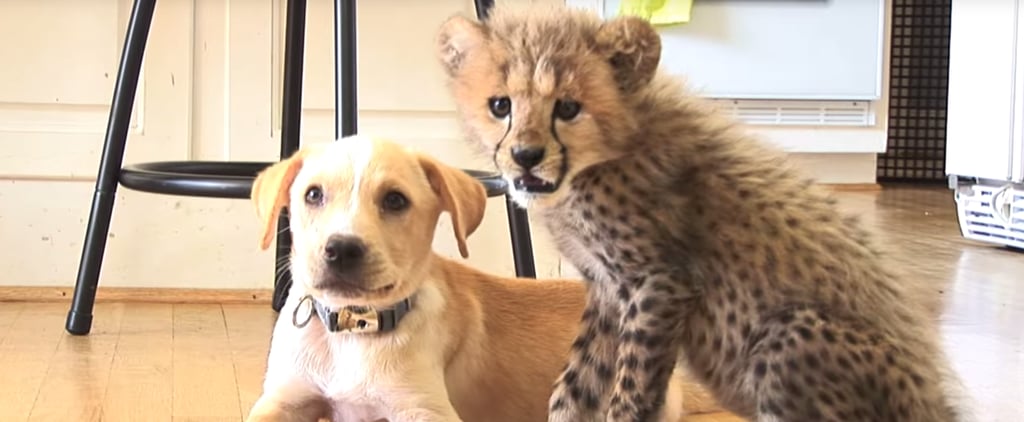 Dog and Cheetah Best Friends | Video
