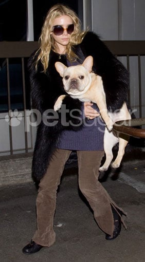 French Bulldogs Popsugar Pets