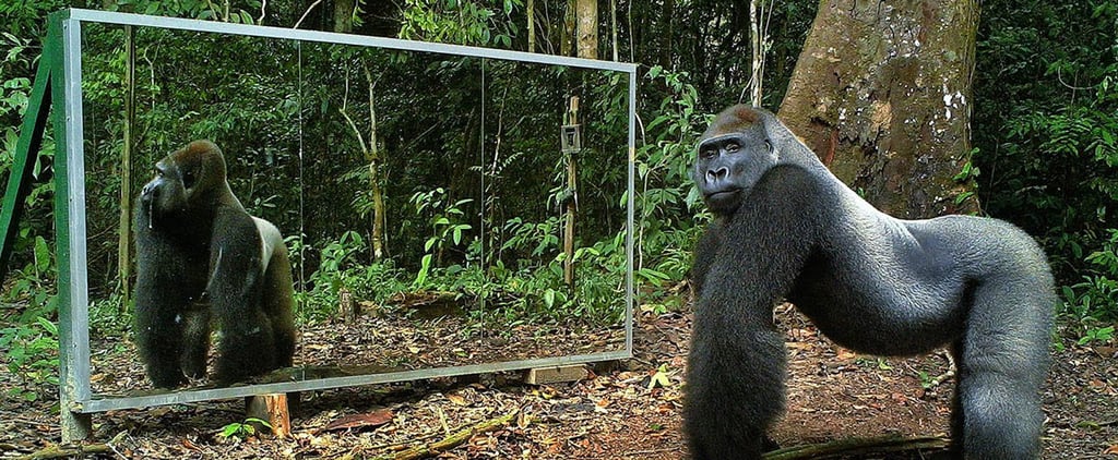 Animals Reaction to Mirror