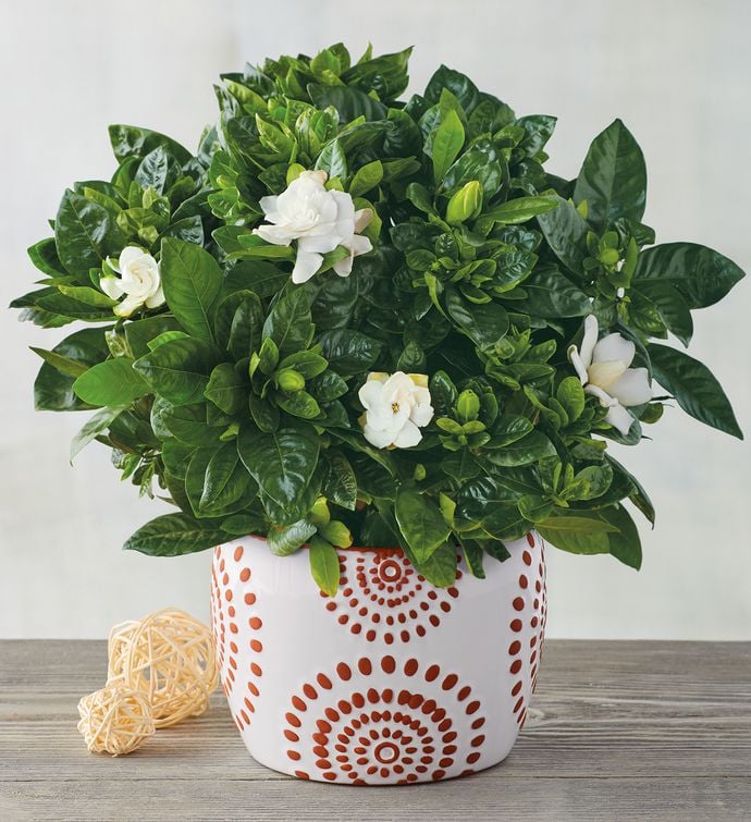 Gardenia Best Indoor Flower Plants For Beginners POPSUGAR Home Photo 3