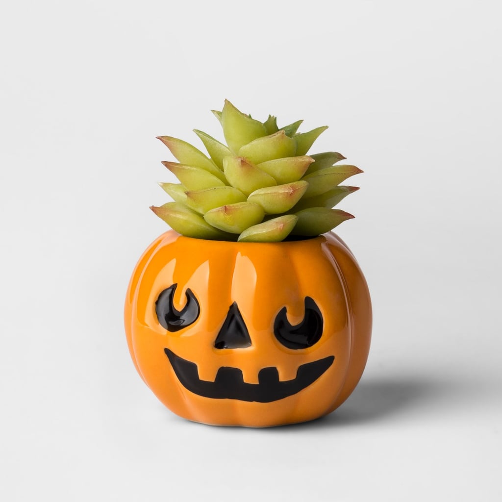 Hallow's Eve Jack-O'-Lantern Succulent