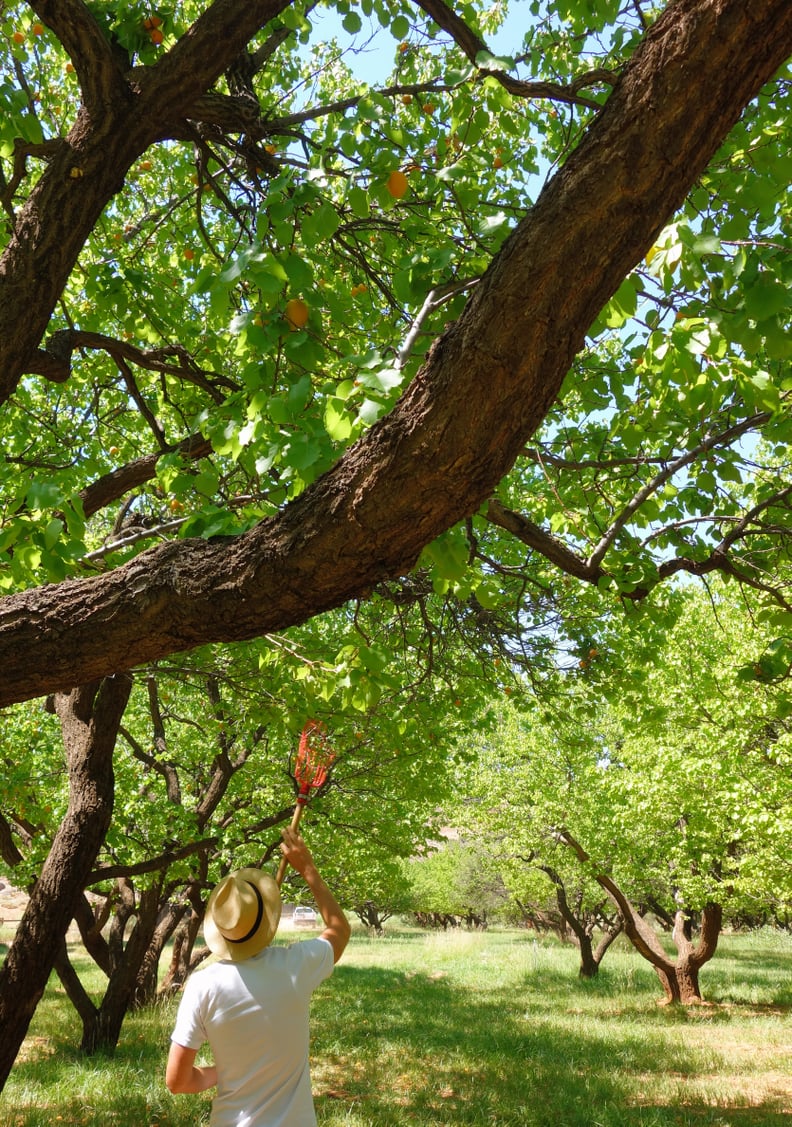 Fruita Orchard in Capitol Reef National Park