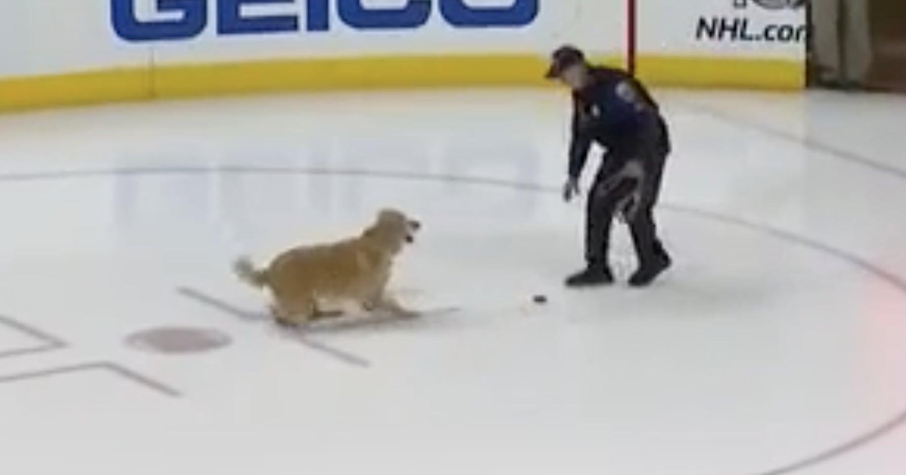 Golden Retriever Plays Fetch on Ice With Hockey Puck Video POPSUGAR Pets