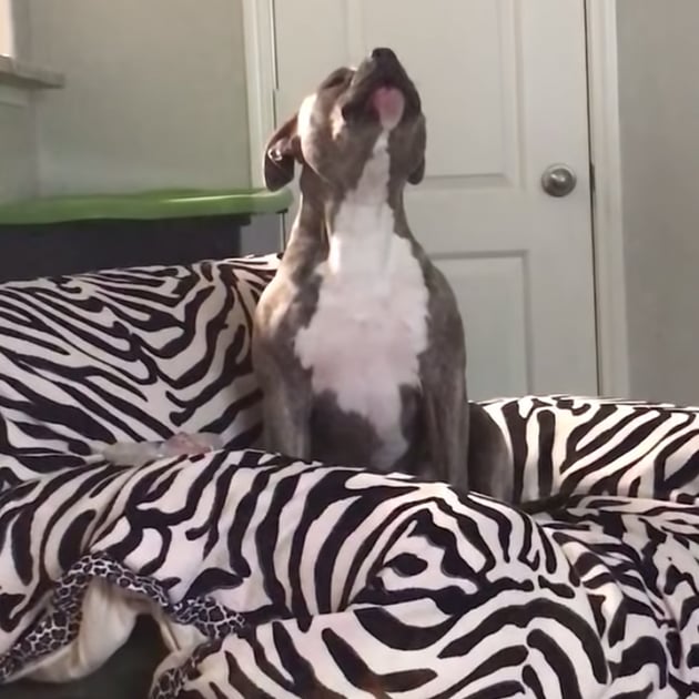Video of Tank the American Bully Singing Country Music | POPSUGAR Family Video of Tank the American Bully Singing Country Music | POPSUGAR Family