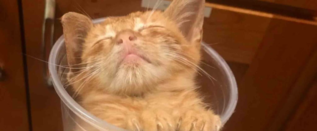 Cats Who Like Starbucks