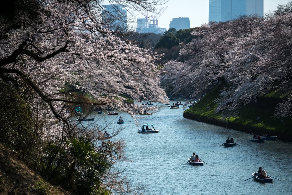 Japan Cherry Blossom Photos 2018