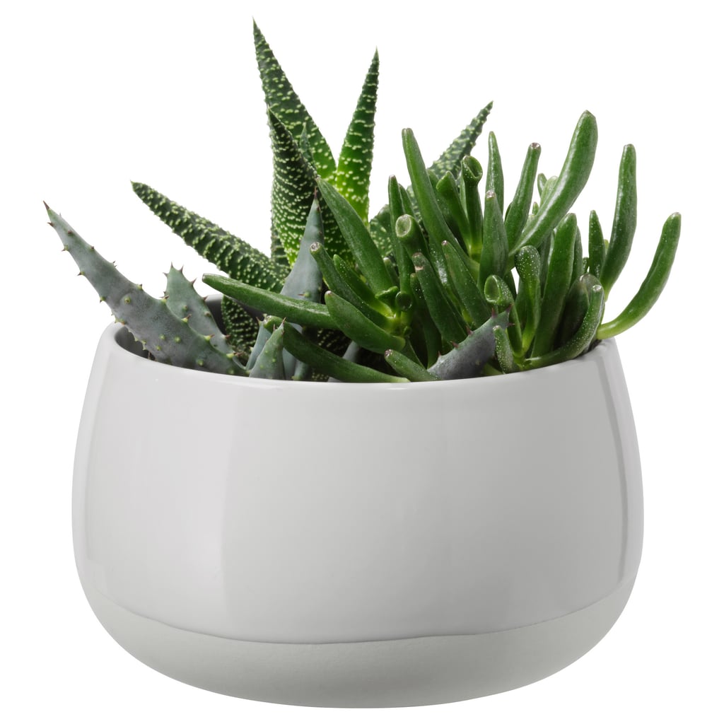 Succulent
