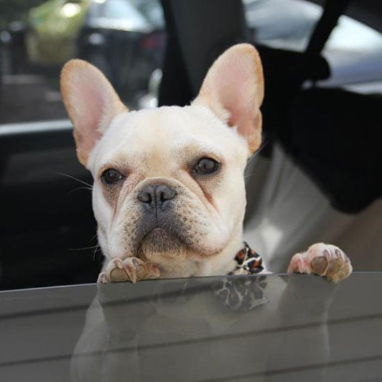 Dogs and Cats in Cars | Pictures